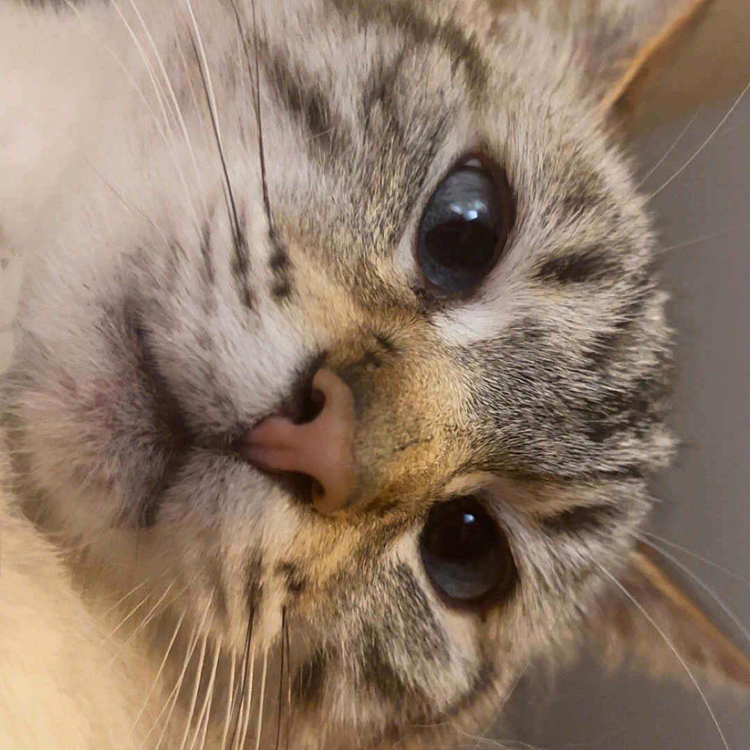 Phœnix