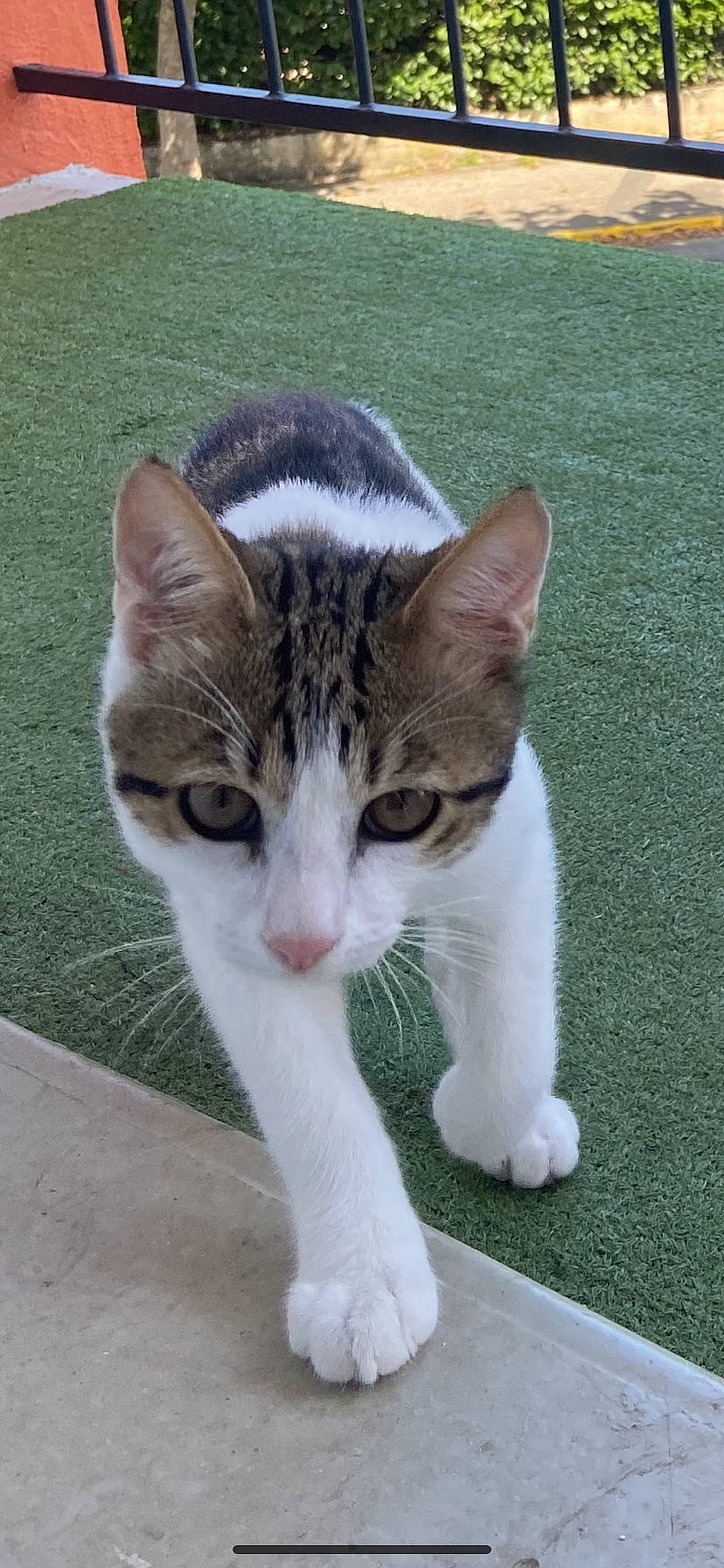 Fendi a rejoint le concours — aidez-le/la à gagner de superbes lots ! art, carnivore, cat, domestic_short_haired_cat, felidae, foot, fur, grass, paw, small_to_medium_sized_cats, snout, tail, terrestrial_animal, whiskers