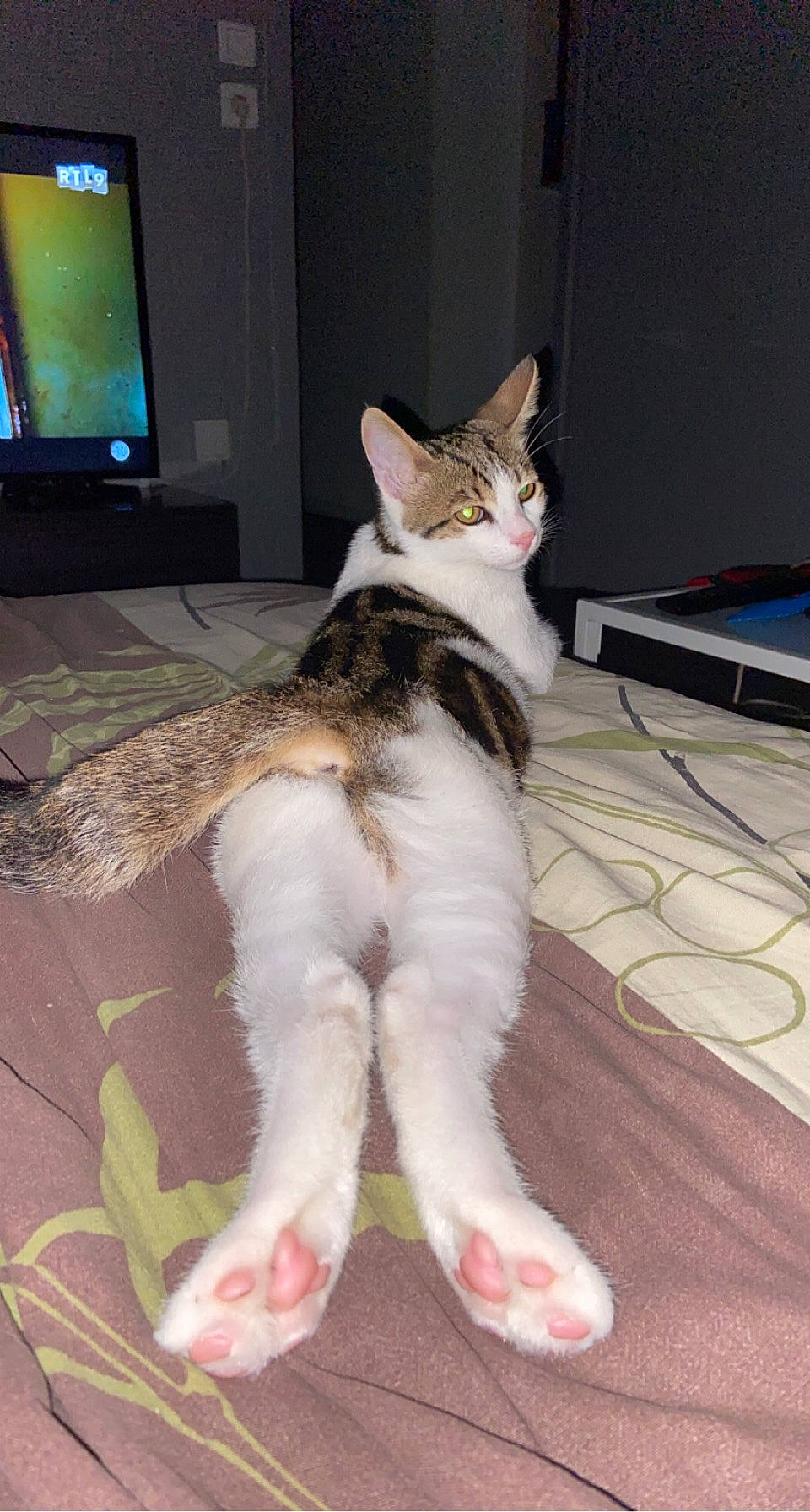 Fendi a rejoint le concours — aidez-le/la à gagner de superbes lots ! analog_television, cable_television, carnivore, cat, comfort, domestic_short_haired_cat, felidae, flooring, foot, fur, human_leg, lap, led_backlit_lcd_display, paw, small_to_medium_sized_cats, snout, tail, television, television_set, whiskers