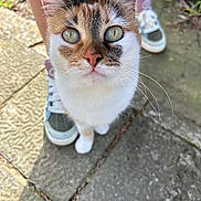 Minette a rejoint le concours — aidez-le/la à gagner de superbes lots ! animal, calico, cat, closeup, curious, ears, eyes, face, feline, footwear, greenery, legs, nose, outdoor, pavement, pet, shadow, sneakers, sunlight, whiskers