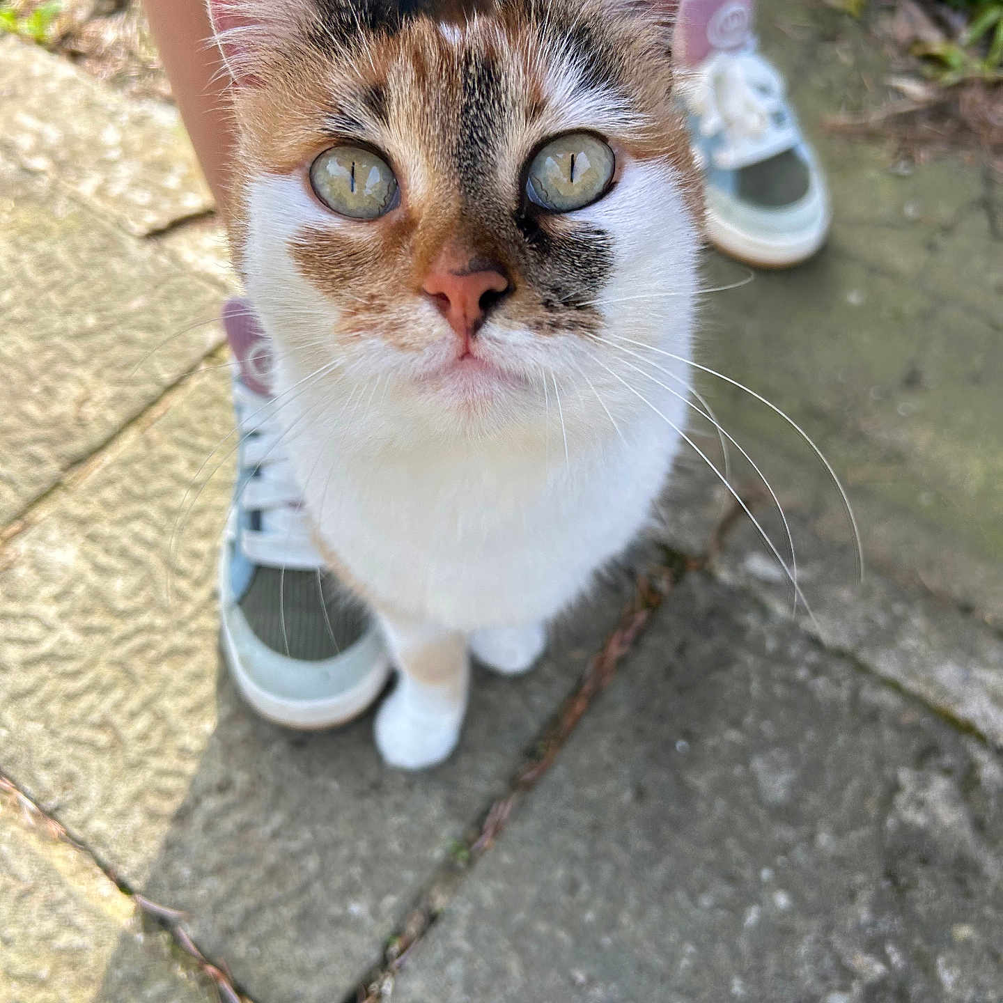 Minette