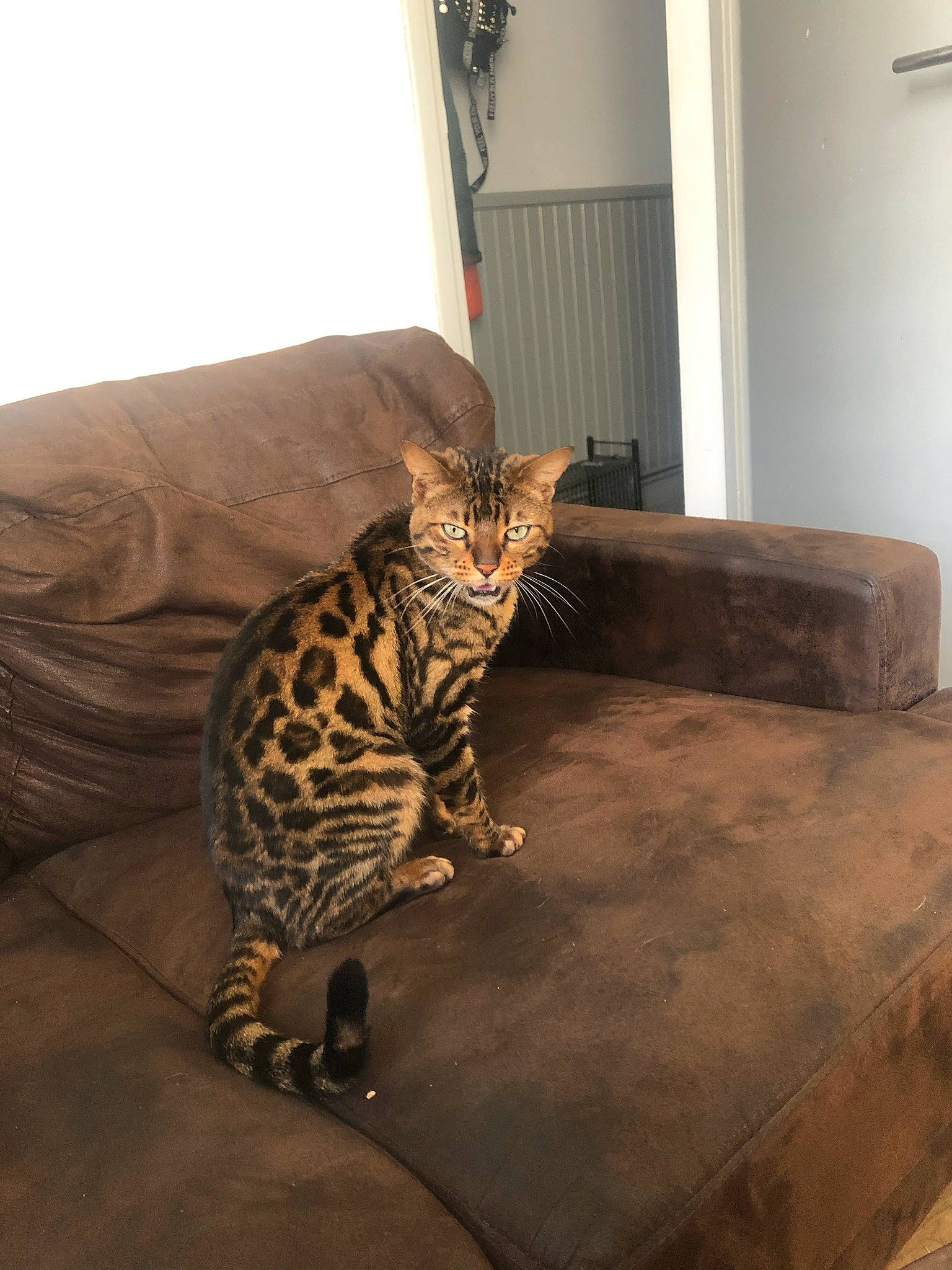 Princesse participe au concours pour gagner de l'argent avec cette photo : bengal, carnivore, cat, comfort, couch, curtain, domestic_short_haired_cat, felidae, floor, flooring, fur, hardwood, interior_design, living_room, room, small_to_medium_sized_cats, tail, terrestrial_animal, whiskers, wood