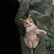 Kiara a rejoint le concours — aidez-le/la à gagner de superbes lots ! kitten, cat, pet, animal, fur, cute, small, blanket, soft, cozy, paws, stretching, indoor, resting, sleepy, young, feline, adorable, playful, domestic