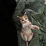 kitten, cat, pet, animal, fur, cute, small, blanket, soft, cozy, paws, stretching, indoor, resting, sleepy, young, feline, adorable, playful, domestic