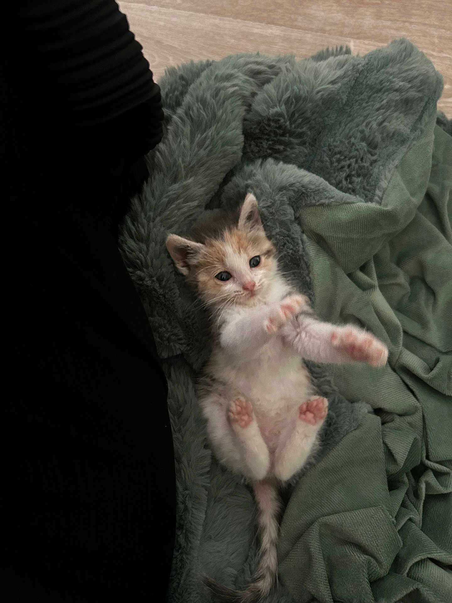 Kiara a rejoint le concours — aidez-le/la à gagner de superbes lots ! kitten, cat, pet, animal, fur, cute, small, blanket, soft, cozy, paws, stretching, indoor, resting, sleepy, young, feline, adorable, playful, domestic