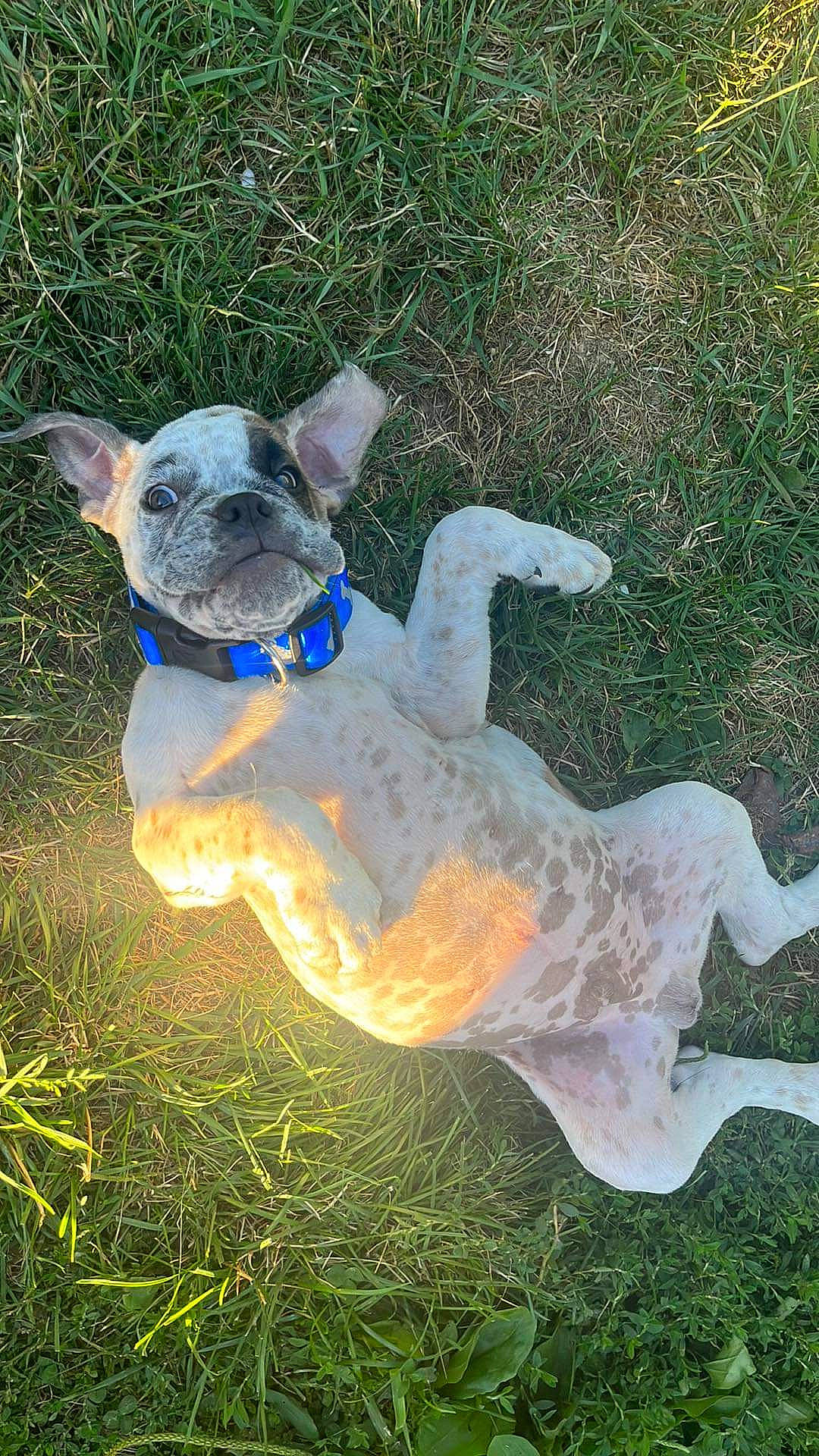 Spike joined the competition — help win amazing prizes! art, canidae, carnivore, companion_dog, dog, dog_breed, electric_blue, fawn, felidae, grass, grassland, lawn_ornament, plant, sculpture, sporting_group, tail, terrestrial_animal, toy_dog, whiskers, working_animal