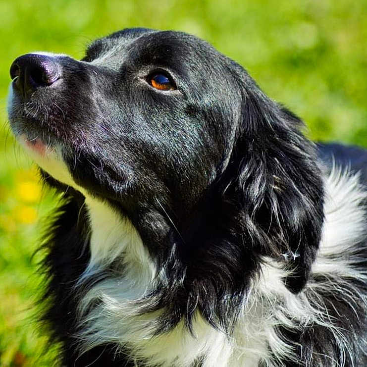 Narco a rejoint le concours — aidez-le/la à gagner de superbes lots ! animal, canine, cockerspaniel, collie, dog, goldenretriever, grass, hound, labradorretriever, newfoundland, papillon, pet, plant, pointer, puppy, snout