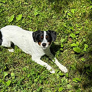 Marley joined the competition — help win amazing prizes! dog, puppy, black_and_white, small_breed, lying_down, grass, outdoor, garden, greenery, animal, pet, portrait, looking_at_camera, floppy_ears, white_fur, black_fur, brown_markings, sunlight, nature, lawn