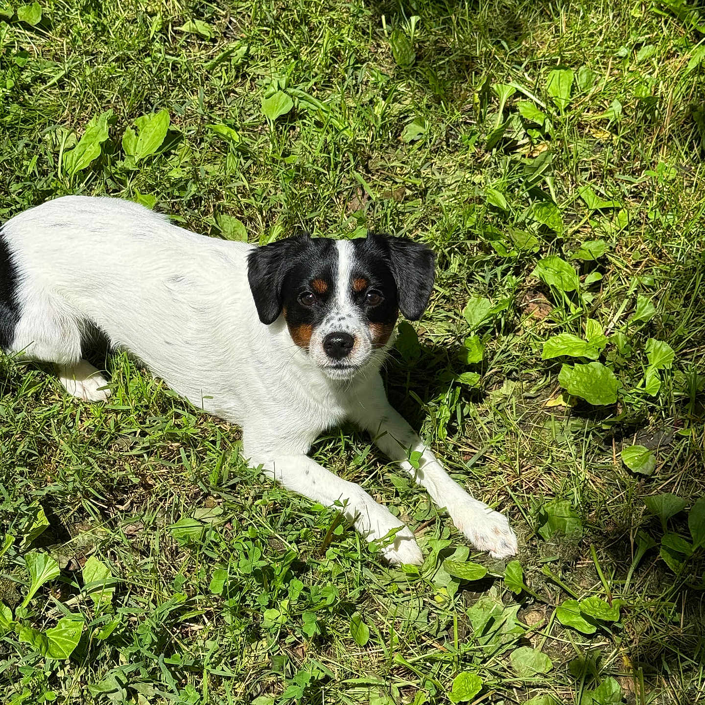 Marley joined the competition — help win amazing prizes! dog, puppy, black_and_white, small_breed, lying_down, grass, outdoor, garden, greenery, animal, pet, portrait, looking_at_camera, floppy_ears, white_fur, black_fur, brown_markings, sunlight, nature, lawn
