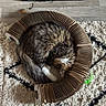 black, brown, cardboard_scratch, cat, cozy, cream, curled_up, feline, floor, fluffy, home, indoor, pet, relaxed, rug, scratcher, sleeping, tabby, toy, wooden_floor