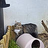animal, cat, collar, curious, domestic_cat, dry_leaves, fluffy, fur, garden, grass, looking_up, mammal, nature, outdoor, pet, pink_shelter, side_view, small_shelter, tabby_cat, wooden_fence