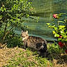 Caillou a rejoint le concours — aidez-le/la à gagner de superbes lots ! animal, bush, cat, daylight, fence, flowers, fluffy, fur, garden, grass, greenery, leaf, nature, outdoor, pet, plants, red_flower, sunlight, tabby_cat, tail