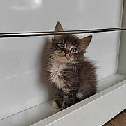 Caillou a rejoint le concours — aidez-le/la à gagner de superbes lots ! animal, cat, curious, cute, ears, eyes, feline, fluffy, fur, indoor, kitten, metal_rod, pet, portrait, sitting, small, whiskers, white_background, wooden_floor, young
