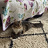 Caillou participe au concours pour gagner de l'argent avec cette photo : alert, animal, carpet, cat, couch, curious, floor, floral_pattern, fluffy, furniture, home, indoor, pet, pillow, quilted_couch_cover, relaxed, rug, shaggy_rug, tabby, white_paws