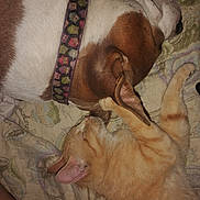 Lucid joined the competition — help win amazing prizes! dog, cat, sleeping, nap, pet, animal, collar, orange_cat, brown_and_white_dog, fur, bed, blanket, indoor, cute, resting, companion, cozy, closeup, domestic, friendship