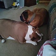 Lucid is registered to the contest to win money with this photo: animal, blanket, brown_dog, carpet, collar, companion, couch, dog, domestic, floor, furniture, household_items, indoor, living_room, pet, relaxed, resting, two_dogs, white_paws, wooden_cabinet