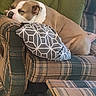 armchair, brown, canine, comfort, cozy, cushion, dog, domestic, furniture, household, indoors, living_room, nap, pet, pillow, plaid, relaxed, resting, sleeping, white
