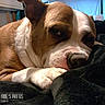 animal, blanket, brown_and_white, canine, close_up, cozy, cute, dog, domestic, face, fur, indoor, paw, pet, relaxed, resting, side_eye, sleepy, snout, soft