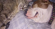 Lucid is registered to the contest to win money with this photo: animal_friendship, bed, cat, closeup, collar, companion, cute, dog, domestic_animal, ear, indoor, paw, pet, quilt, relaxation, short_fur, sleeping, snuggling, tabby_cat, whiskers