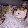 animal_friendship, bed, cat, closeup, collar, companion, cute, dog, domestic_animal, ear, indoor, paw, pet, quilt, relaxation, short_fur, sleeping, snuggling, tabby_cat, whiskers