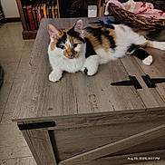 Freya joined the competition — help win amazing prizes! cat, calico_cat, pet, feline, animal, lying_down, indoors, wooden_chest, furniture, rustic, bookshelf, books, basket, blanket, cozy, home, floor, portrait, whiskers, date_stamp