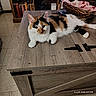 cat, calico_cat, pet, feline, animal, lying_down, indoors, wooden_chest, furniture, rustic, bookshelf, books, basket, blanket, cozy, home, floor, portrait, whiskers, date_stamp