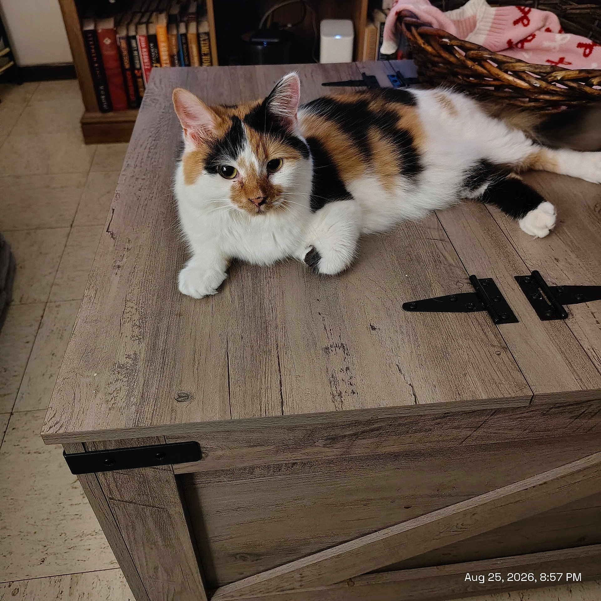 Freya joined the competition — help win amazing prizes! cat, calico_cat, pet, feline, animal, lying_down, indoors, wooden_chest, furniture, rustic, bookshelf, books, basket, blanket, cozy, home, floor, portrait, whiskers, date_stamp