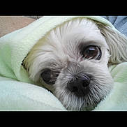 Miss Molly joined the competition — help win amazing prizes! animal, blanket, canine, clothing, cockerspaniel, dog, face, head, hood, person, pet, photography, poodle, portrait, puppy, sleeping, snout, terrier, towel, whitedog