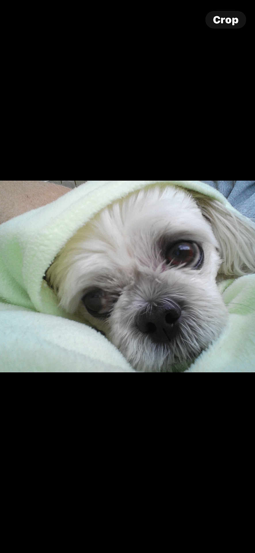 Miss Molly