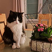 Louna a rejoint le concours — aidez-le/la à gagner de superbes lots ! black_and_white, cat, christmas_tree, cozy, curtains, decor, domestic_animal, festive, flower_pot, furniture, glass_table, green_leaves, holiday, indoor, pet, pink_flowers, plant, tabletop, window, wooden_chair