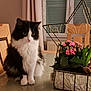 black_and_white, cat, christmas_tree, cozy, curtains, decor, domestic_animal, festive, flower_pot, furniture, glass_table, green_leaves, holiday, indoor, pet, pink_flowers, plant, tabletop, window, wooden_chair