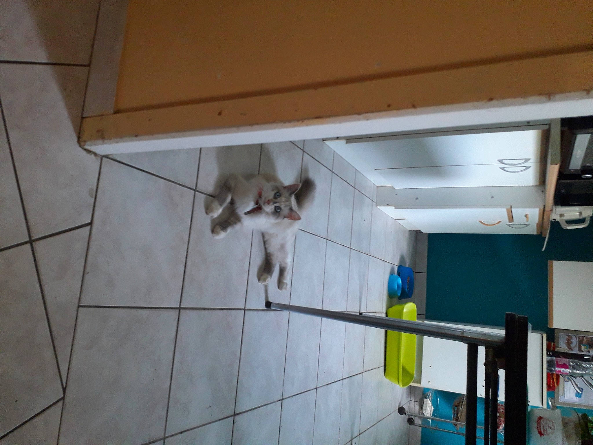 Angel participe au concours pour gagner de l'argent avec cette photo : canidae, carnivore, cat, felidae, room, small_to_medium_sized_cats