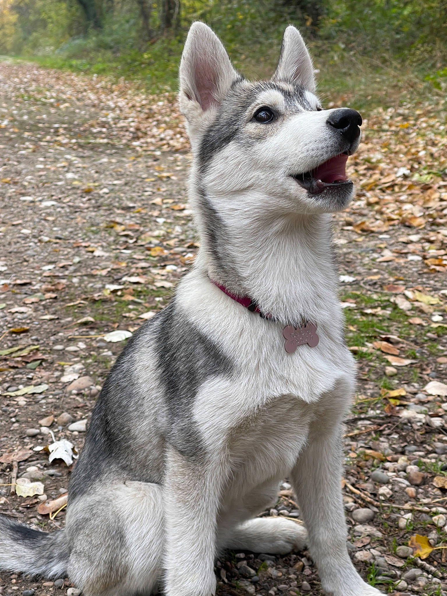 Nikky a rejoint le concours — aidez-le/la à gagner de superbes lots ! canidae, carnivore, collar, companion_dog, dog, dog_breed, dog_collar, fang, fawn, fur, grass, jaw, pet_supply, snout, sporting_group, tail, terrestrial_animal, whiskers, wolf, working_animal