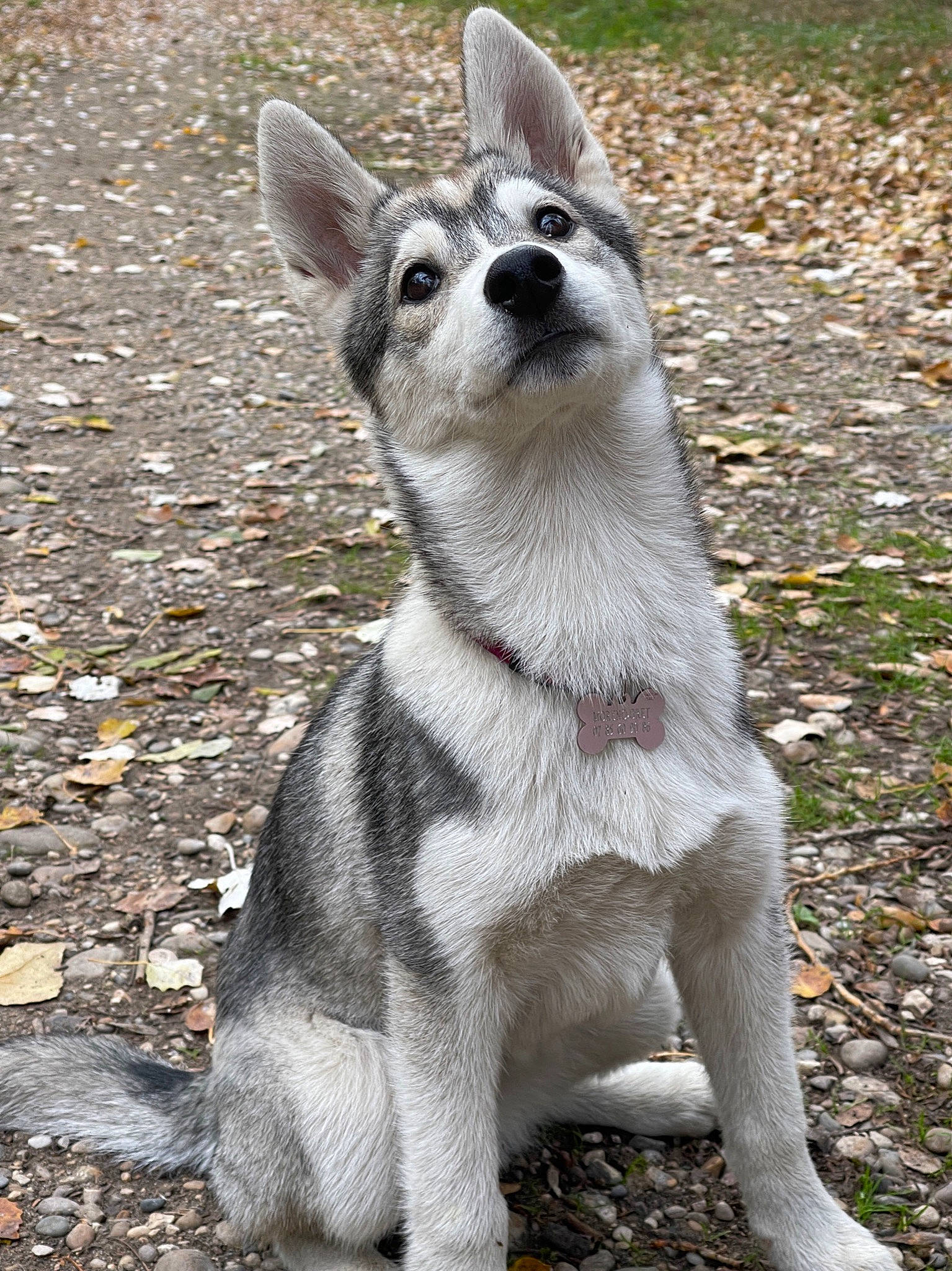 Nikky a rejoint le concours — aidez-le/la à gagner de superbes lots ! canidae, carnivore, collar, companion_dog, dog, dog_breed, dog_collar, fawn, fur, grass, non_sporting_group, paw, snout, soil, sporting_group, tail, terrestrial_animal, whiskers, wildlife, working_animal