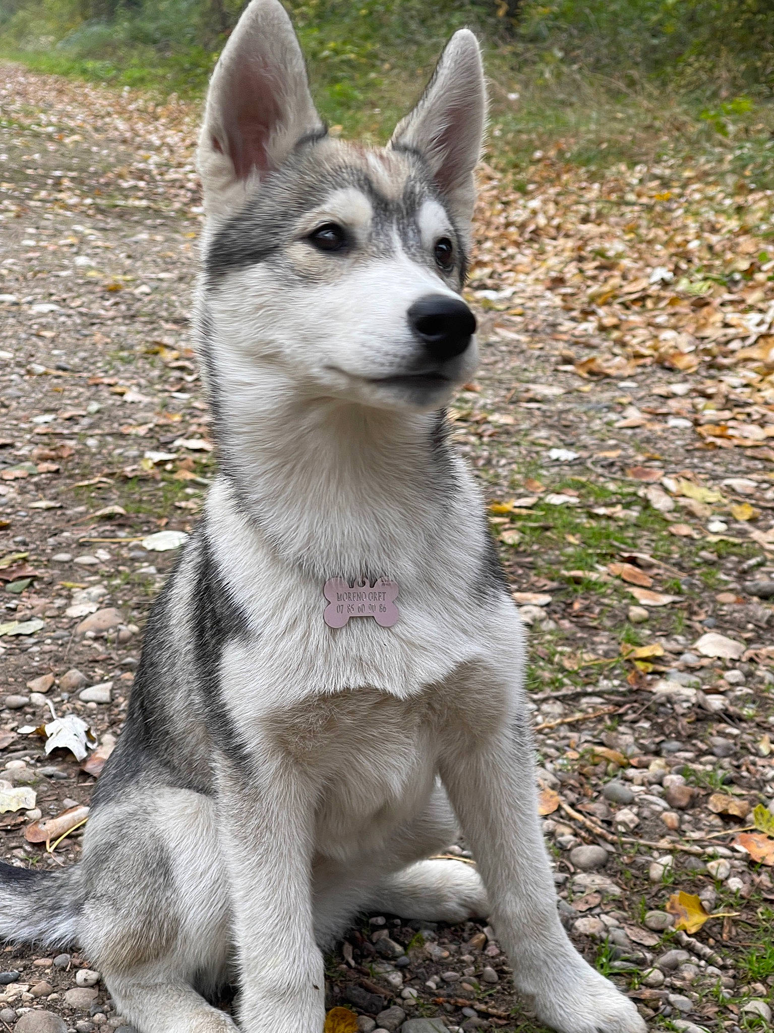 Nikky participe au concours pour gagner de l'argent avec cette photo : ancient_dog_breeds, canis, canis_lupus_tundrarum, carnivore, dog, dog_breed, fur, grass, plant, siberian_husky, snout, terrestrial_animal, wildlife, wolf, working_animal, working_dog