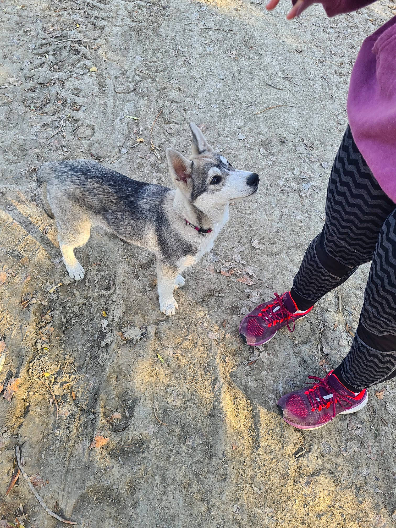 Nikky participe au concours pour gagner de l'argent avec cette photo : canidae, canis, carmine, carnivore, dog, dog_breed, fawn, foot, fur, human_leg, leash, people_in_nature, recreation, sled_dog, sock, soil, sporting_group, tail, thigh, walking