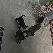 Gert is registered to the contest to win money with this photo: animal, cat, concrete, curious, daylight, exploring, family, food_bowl, fur, grass, kitten, mother_cat, nature, outdoor, pets, pillar, playful, porch, rocks, tabby