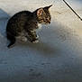 Gert is registered to the contest to win money with this photo: alone, animal, cat, concrete, curious, ears, floor, fur, kitten, outdoor, pet, quiet, shadow, side_view, sitting, small, sunlight, tabby, whiskers, young