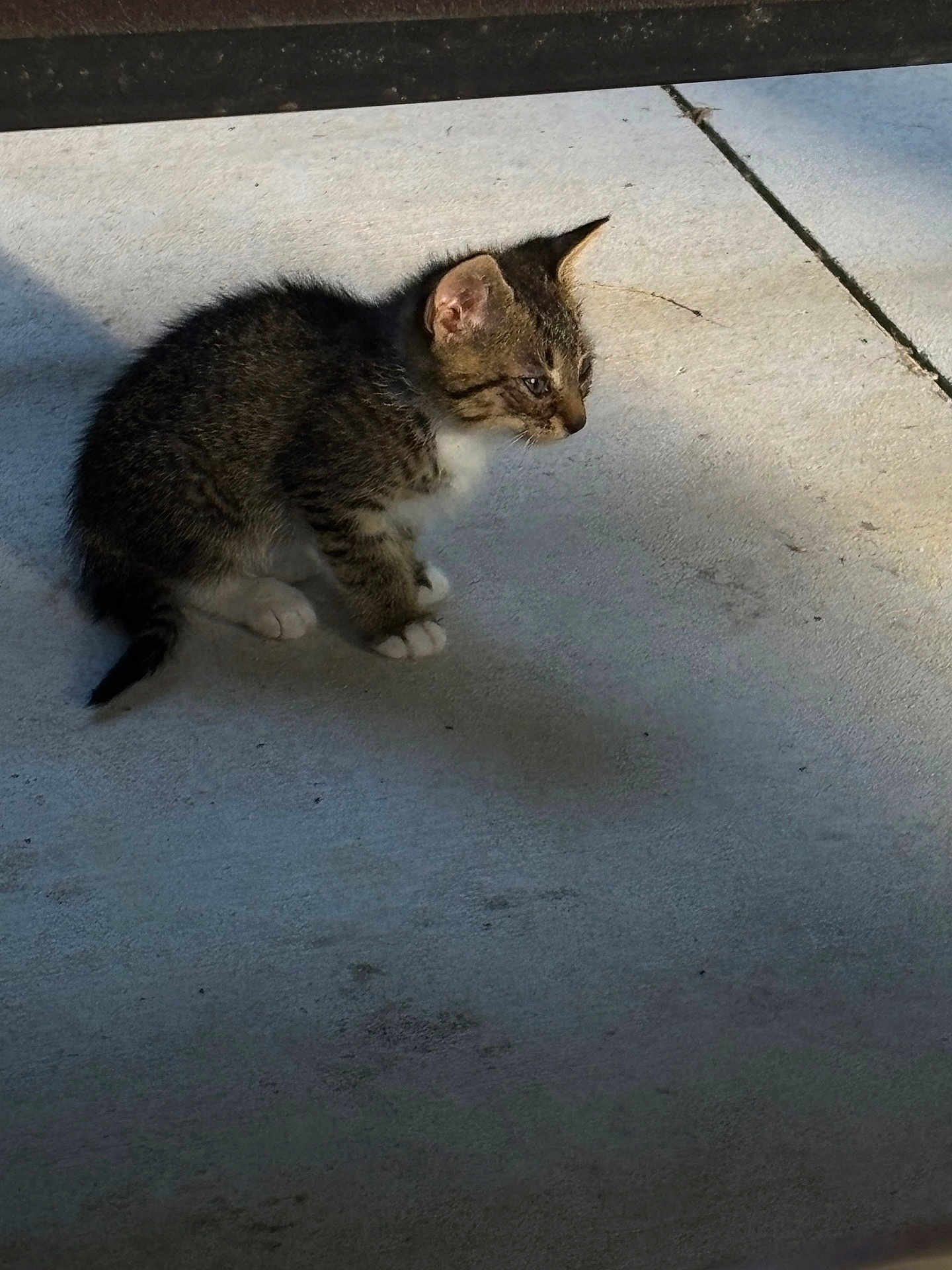Gert is registered to the contest to win money with this photo: alone, animal, cat, concrete, curious, ears, floor, fur, kitten, outdoor, pet, quiet, shadow, side_view, sitting, small, sunlight, tabby, whiskers, young
