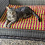 animal, cat, colorful, cozy, ears, feline, granite_table, looking, outdoor_furniture, patio, patterned, pet, relaxed, resting, striped_cushion, sunlight, tabby, tail, whiskers, woven_sofa