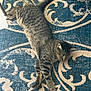 animal, beige, blue, cat, cozy, cute, domestic_cat, fur, indoor, mammal, patterned_rug, paws, pet, relaxed, resting, rug, sleeping, tabby, texture, whiskers