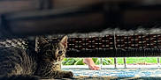 Lombardi joined the competition — help win amazing prizes! animal, cat, cozy, curious, floor, foot, furniture, home, indoor, kitten, pattern, paws, pet, relaxed, resting, rug, tabby, whiskers, wicker_chair, young_cat