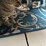animal, blue_rug, cat, closeup, cozy, curious, domestic, floor, footwear, furniture, home, indoor, paws, pet, rug, sandals, striped, tabby, walking, whiskers