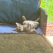 Lombardi is registered to the contest to win money with this photo: animal, cat, chair, cozy, cushion, daylight, domestic, feline, fur, home, mammal, nature, outdoor, paw, peaceful, pet, relaxing, resting, sleeping, sunlight