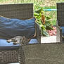 Lombardi joined the competition — help win amazing prizes! animal, cat, chair, cozy, cushion, daytime, furniture, garden, greenery, nature, outdoor, patio, pet, plants, quiet, relaxation, resting, sleeping, tabby, wicker