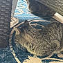 animal, blue_rug, brown_tabby, cat, cozy, domestic, floor, furniture, home, indoor, patterned_rug, pet, quiet, resting, rug, side_view, striped, tabby_cat, two_cats, wicker