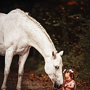 Mélya participe au concours pour gagner de l'argent avec cette photo : child, horse, white_horse, braided_mane, pink_dress, sitting, dirt_path, nature, forest, bokeh, animal, young_child, outdoor, interaction, cute, calm, tender, portrait, daylight, friendship