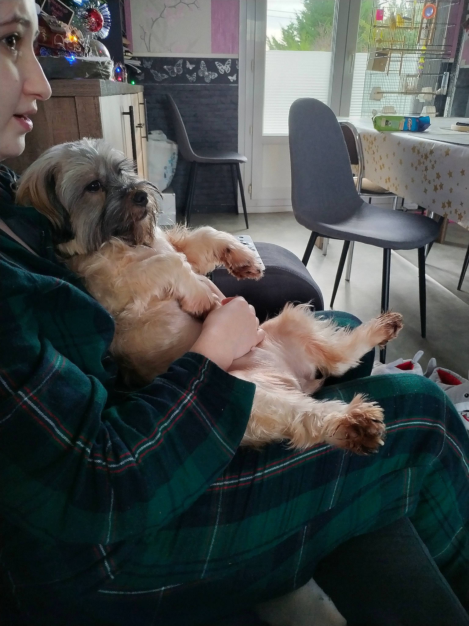 Wikette participe au concours pour gagner de l'argent avec cette photo : canidae, carnivore, chair, comfort, companion_dog, dog, dog_breed, fawn, flooring, fur, human_leg, lap, leisure, living_room, room, sitting, sporting_group, thigh, toy_dog, window