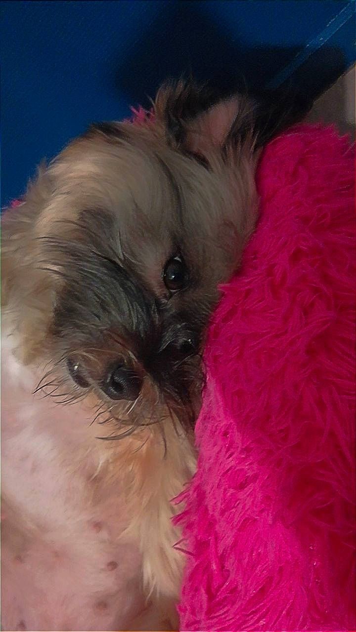 Wikette a rejoint le concours — aidez-le/la à gagner de superbes lots ! canidae, carnivore, companion_dog, dog, dog_breed, dog_supply, fawn, fur, liver, petal, shih_poo, shih_tzu, small_terrier, snout, sporting_group, terrier, toy_dog, whiskers, working_animal, yorkipoo