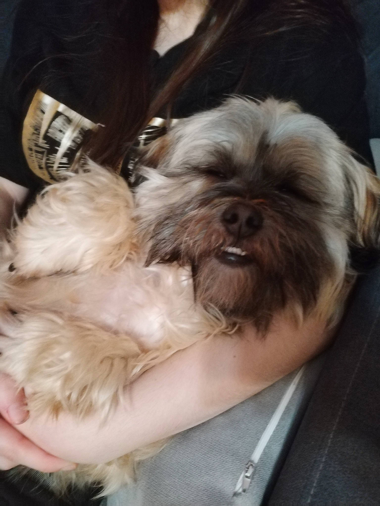 Wikette a rejoint le concours — aidez-le/la à gagner de superbes lots ! canidae, carnivore, comfort, companion_dog, dog, dog_breed, dog_supply, ear, fawn, fur, liver, mal_shi, shih_poo, shih_tzu, small_terrier, snout, sporting_group, terrier, toy_dog, working_animal